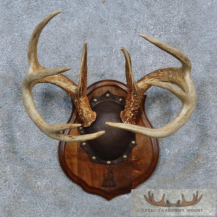 Whitetail Deer Antler Plaque Taxidermy Mount For Sale