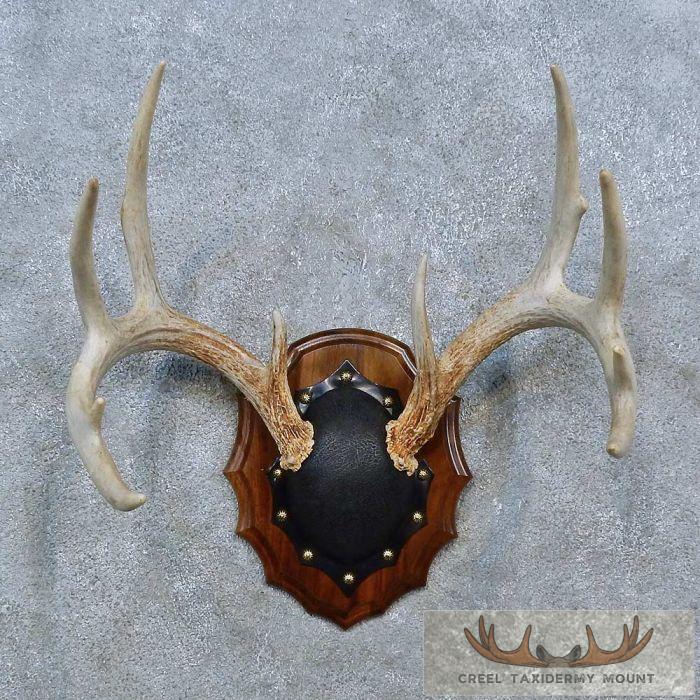 Whitetail Deer Antler Plaque Taxidermy Mount For Sale