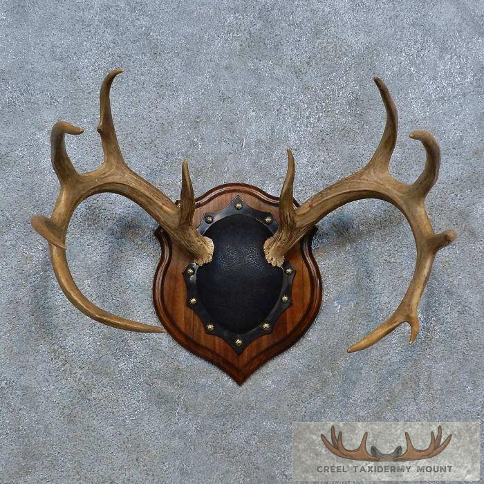 Whitetail Deer Antler Plaque Taxidermy Mount For Sale