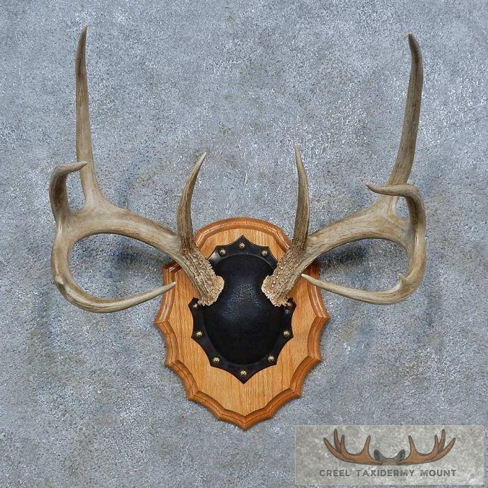 Whitetail Deer Antler Plaque Taxidermy Mount For Sale