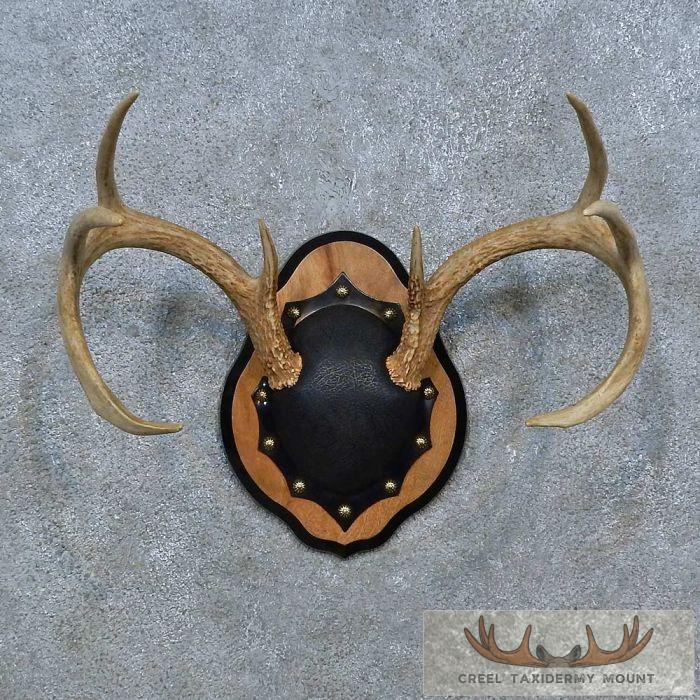 Whitetail Deer Antler Plaque Taxidermy Mount For Sale