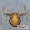 Whitetail Deer Antler Plaque Taxidermy Mount For Sale