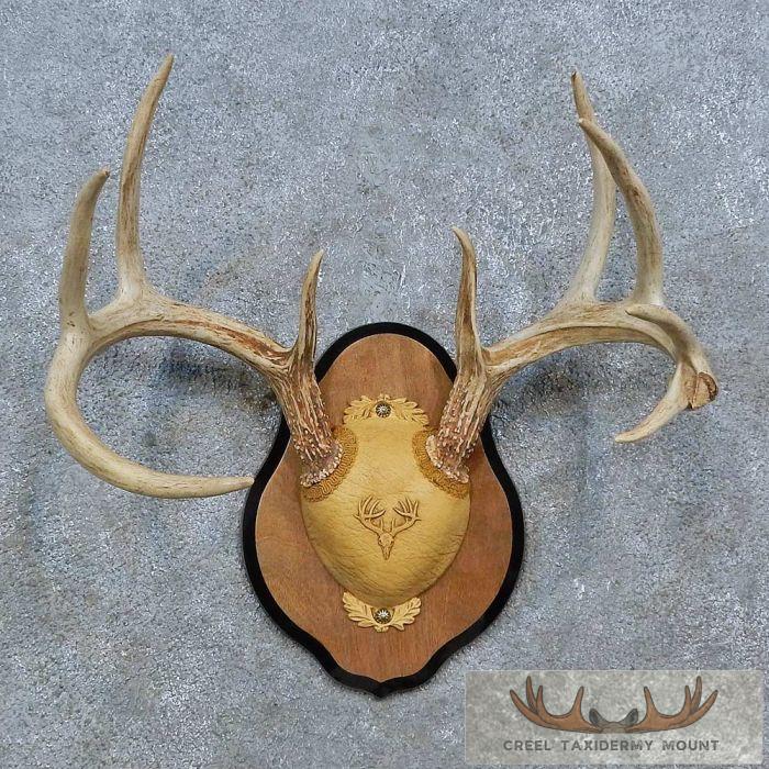 Whitetail Deer Antler Plaque Taxidermy Mount For Sale