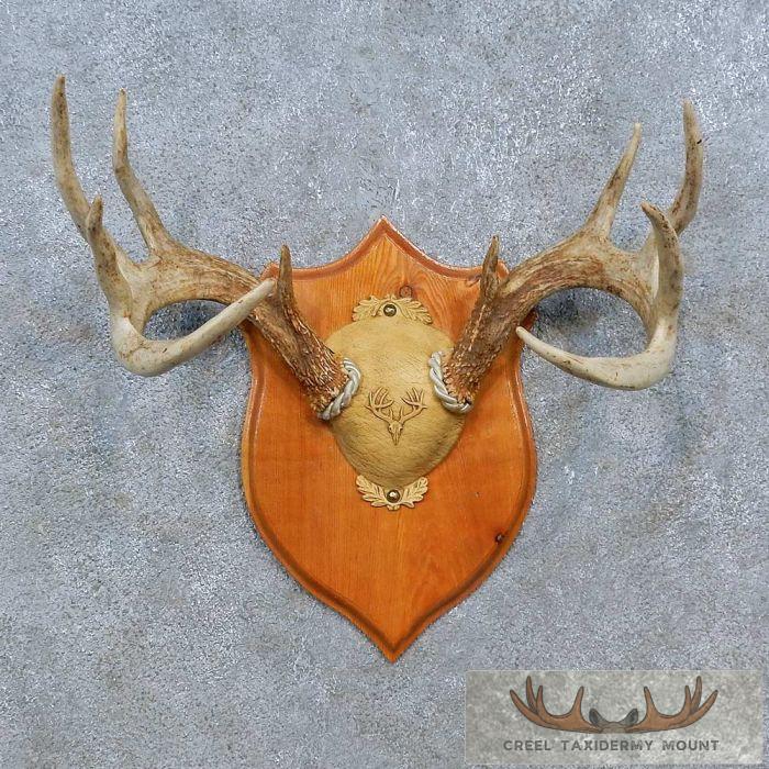 Whitetail Deer Antler Plaque Taxidermy Mount For Sale