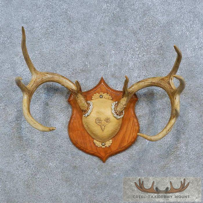 Whitetail Deer Antler Plaque Taxidermy Mount For Sale