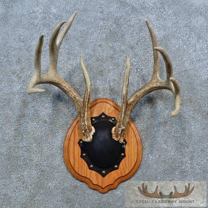 Whitetail Deer Antler Plaque Taxidermy Mount For Sale