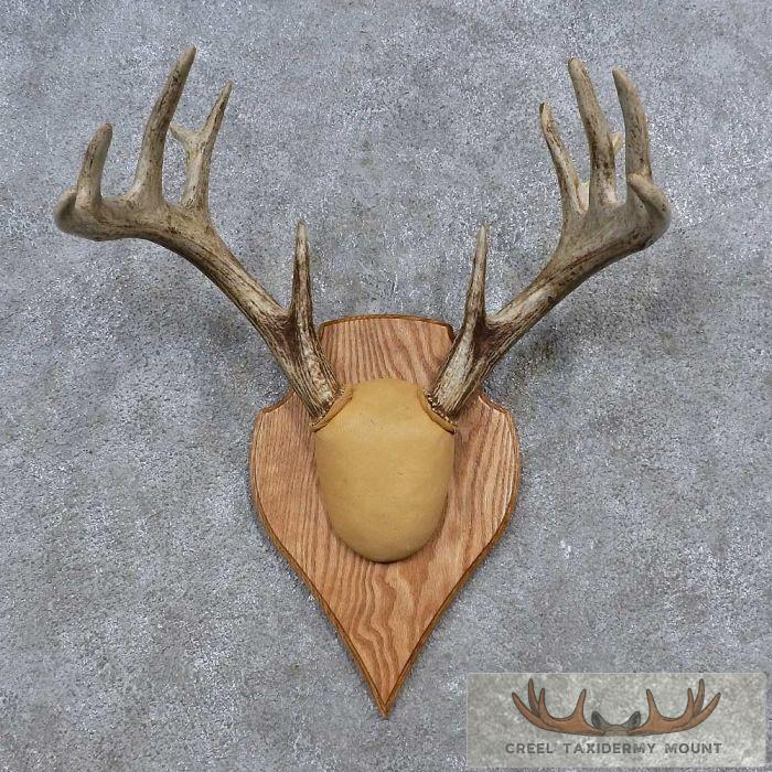 Whitetail Deer Antler Plaque Taxidermy Mount For Sale
