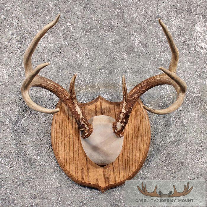 Whitetail Deer Antler Plaque