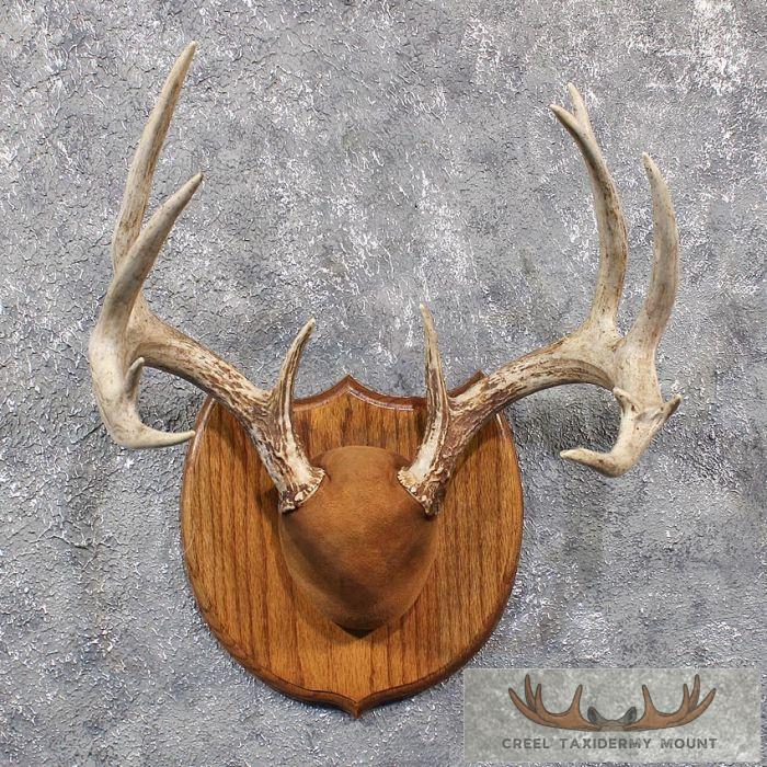 Whitetail Deer Antler Plaque