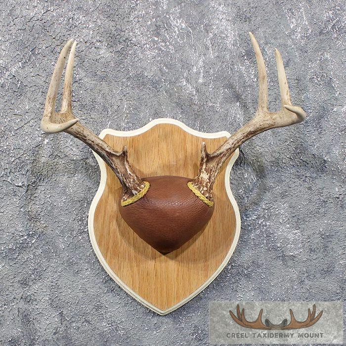 Whitetail Deer Antler Plaque