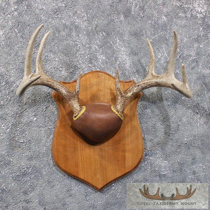 Whitetail Deer Antler Plaque