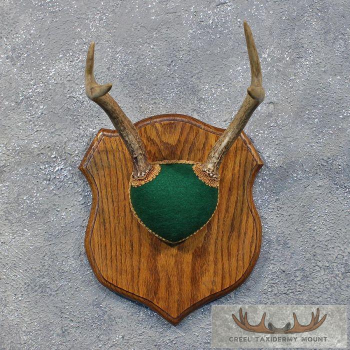 Whitetail Deer Antler Plaque Taxidermy For Sale