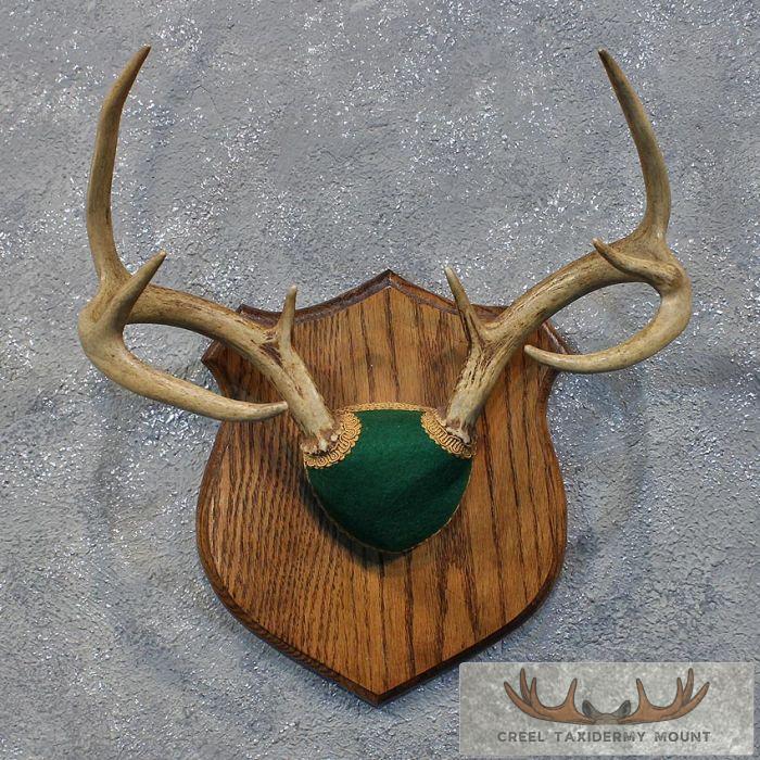 Whitetail Deer Antler Plaque