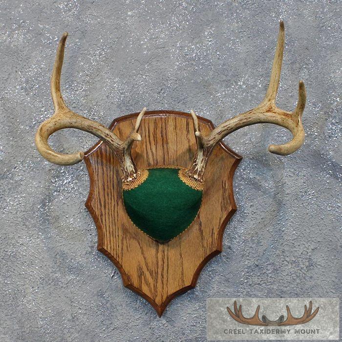 Whitetail Deer Antler Plaque