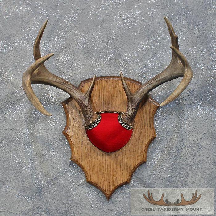 Whitetail Deer Antler Plaque