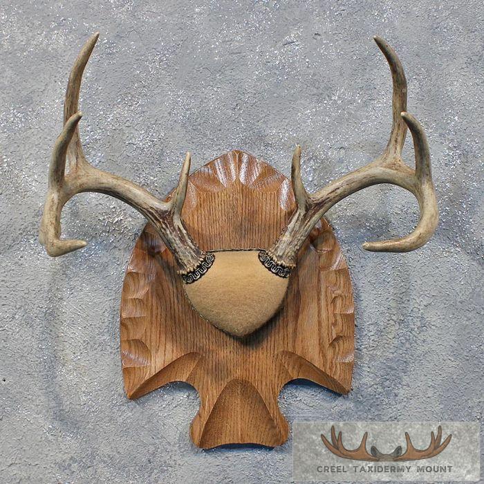 Whitetail Deer Antler Plaque