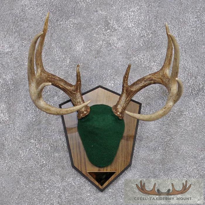 Whitetail Deer Antler Plaque