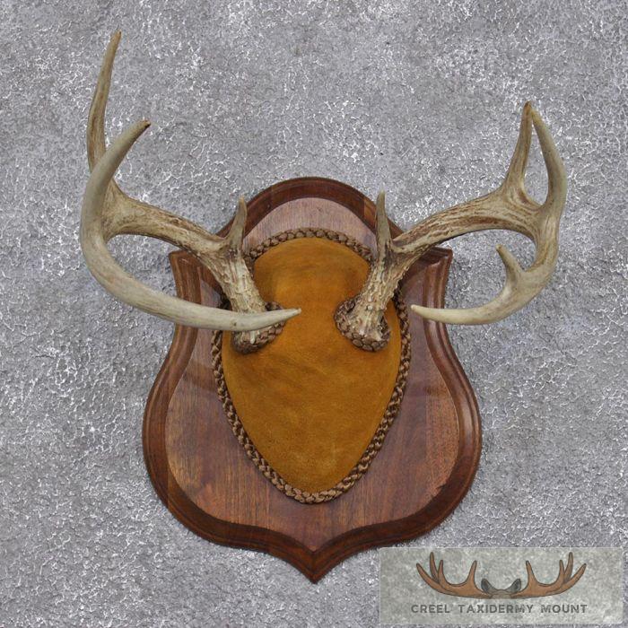 Whitetail Deer Antler Plaque