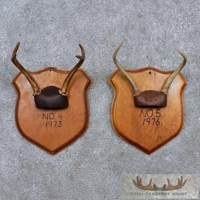 202 DEER ANTLER DEER ANTLERS TAXIDERMY 202 DEER ANTLER DEER ANTLERS TAXIDERMY