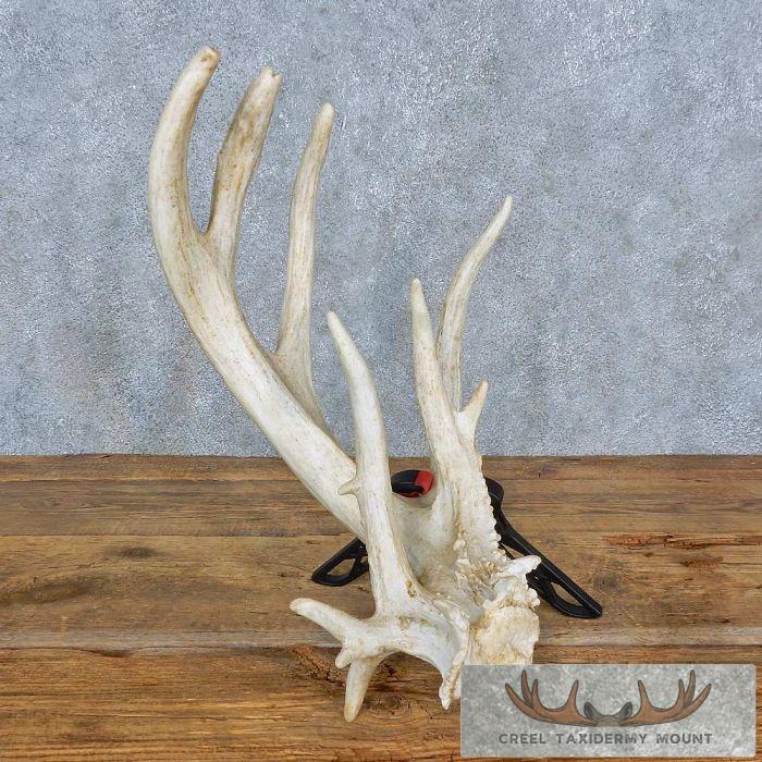 Whitetail Deer Antler Shed Cabin Decor For Sale