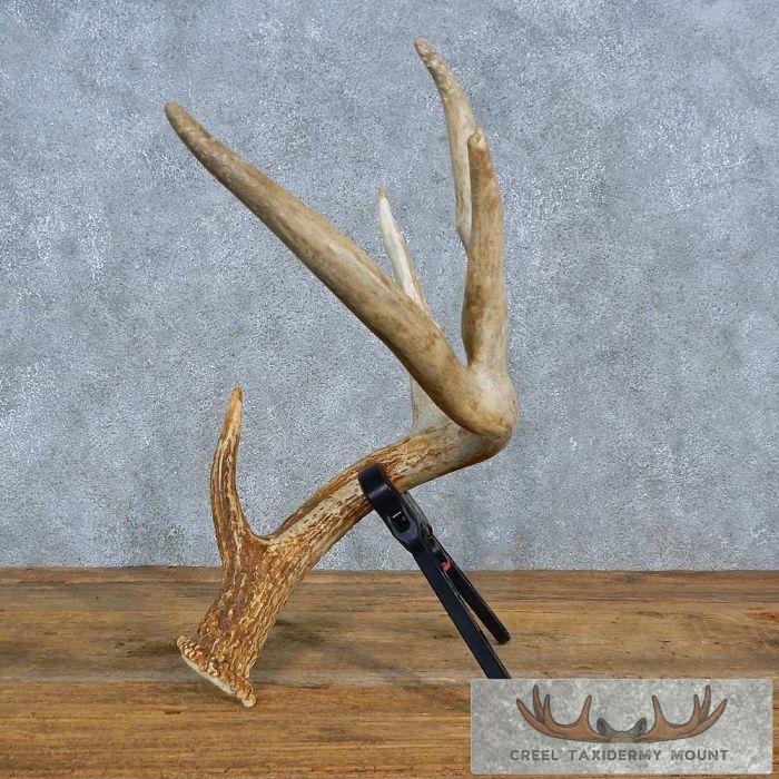 Whitetail Deer Antler Shed Decor For Sale