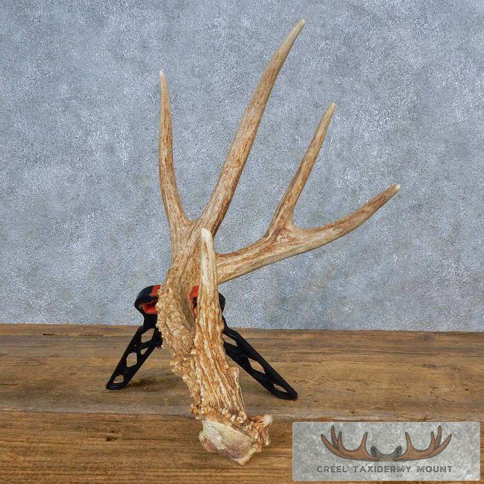 Cabin Decor Whitetail Deer Antler Shed For Sale