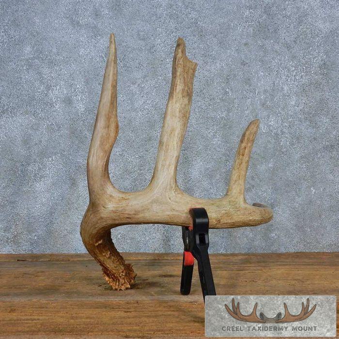 Rustic Whitetail Deer Antler Shed For Sale