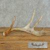Whitetail Deer Antler Shed Craft For Sale