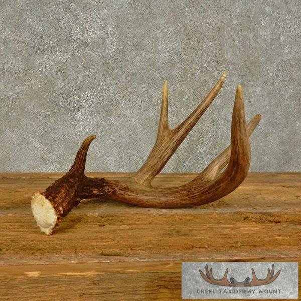 Whitetail Deer Antler Shed Taxidermy For Sale