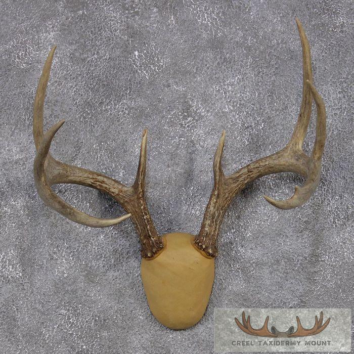 Whitetail Deer Antler Mount