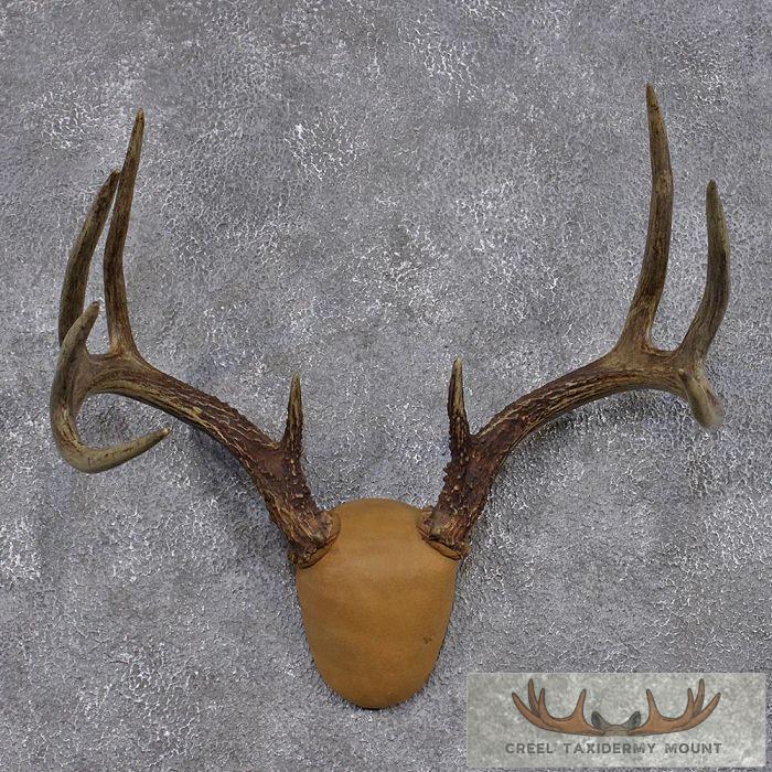 Whitetail Deer Antler Mount
