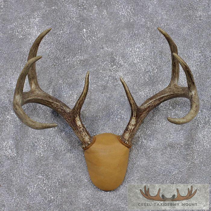 Whitetail Deer Antler Mount