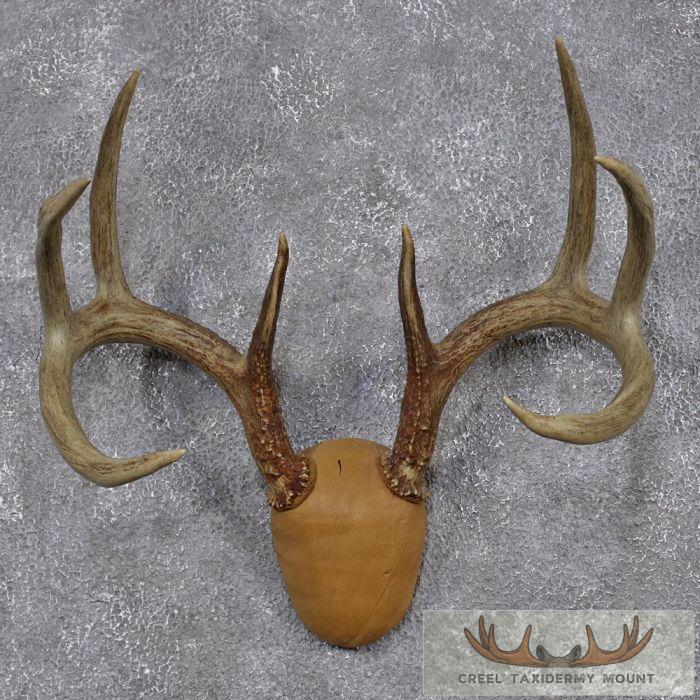 Whitetail Deer Antler Mount