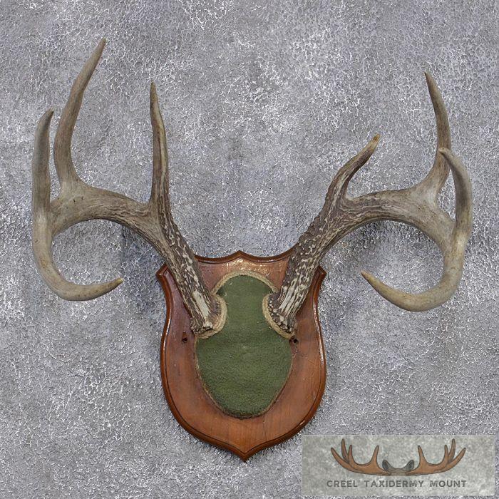 Whitetail Deer Antler Plaque