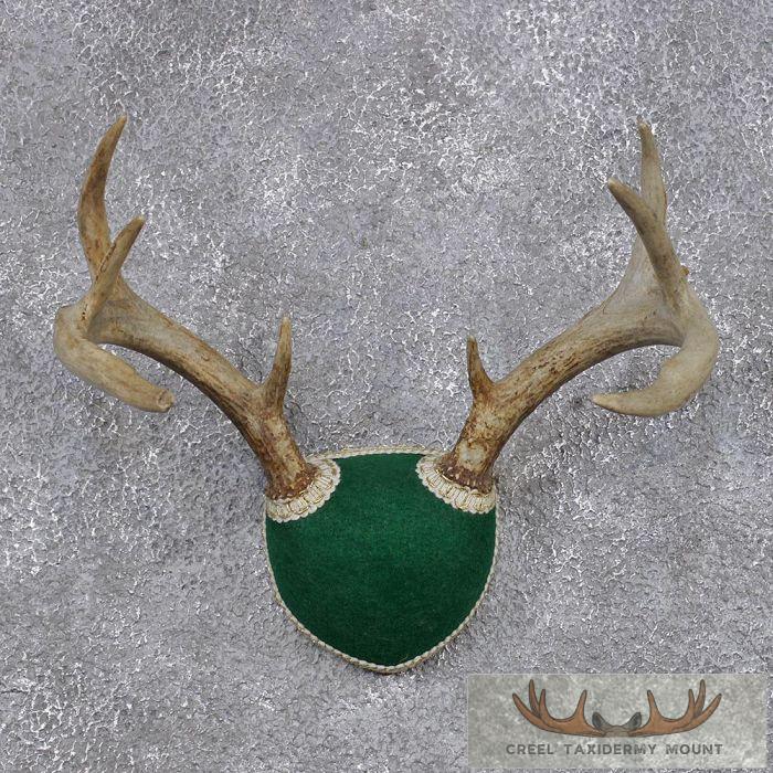 Whitetail Deer Antler Mount