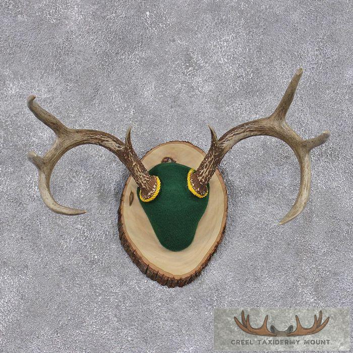 Whitetail Deer Antler Plaque