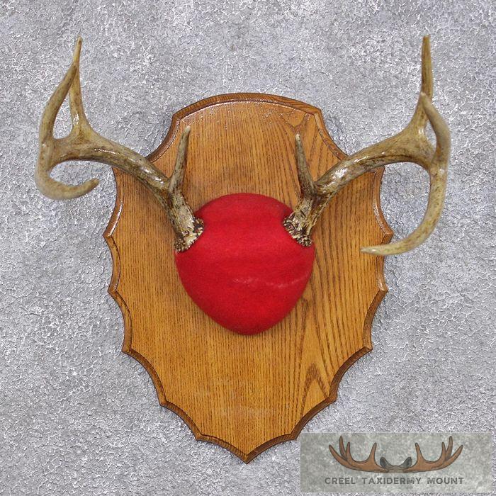 Whitetail Deer Antler Plaque