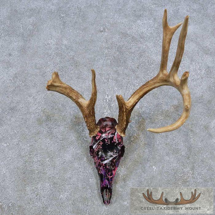 Whitetail Deer Antler Taxidermy Mount For Sale