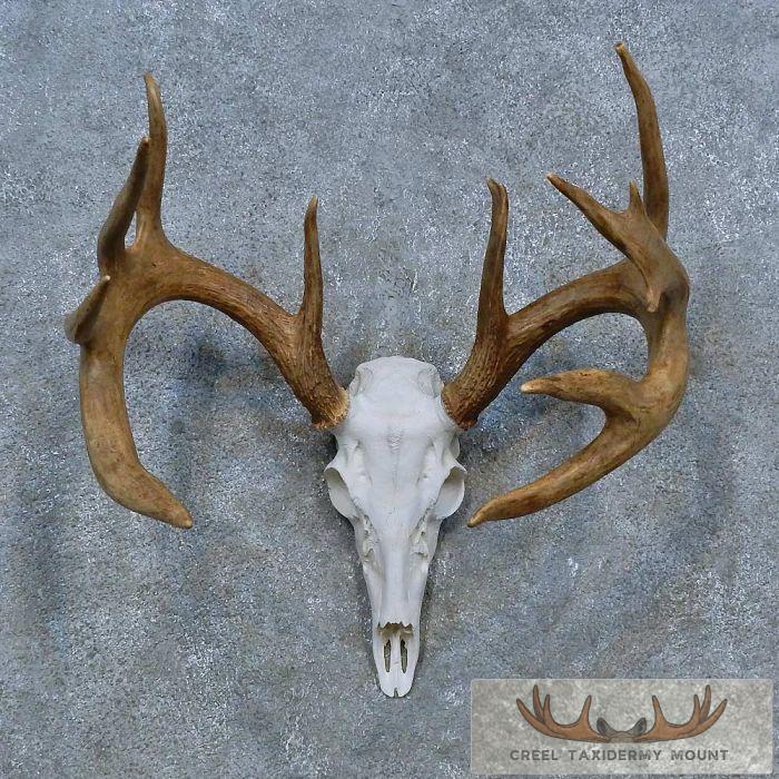 Whitetail Deer Skull European Taxidermy Mount For Sale - Creel Taxidermy
