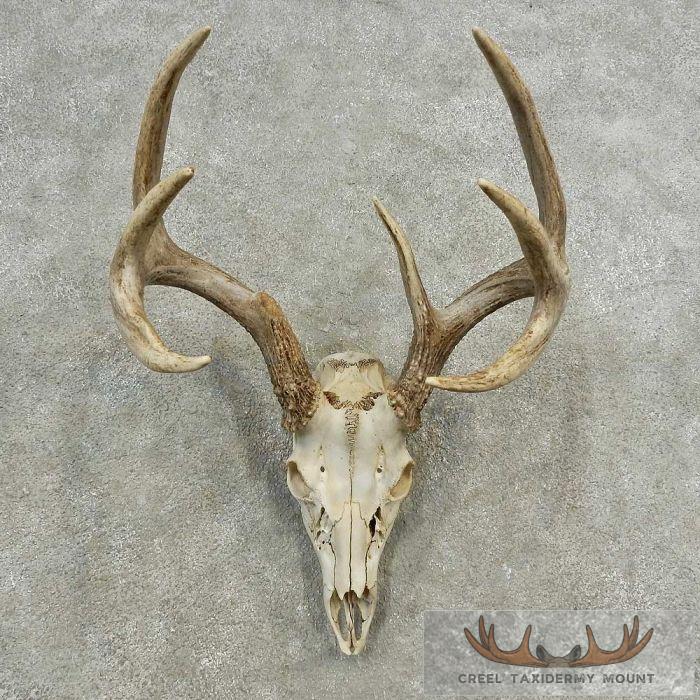 Whitetail Deer Skull European Taxidermy Mount For Sale
