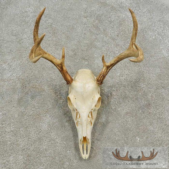 Whitetail Deer Skull European Taxidermy Mount For Sale