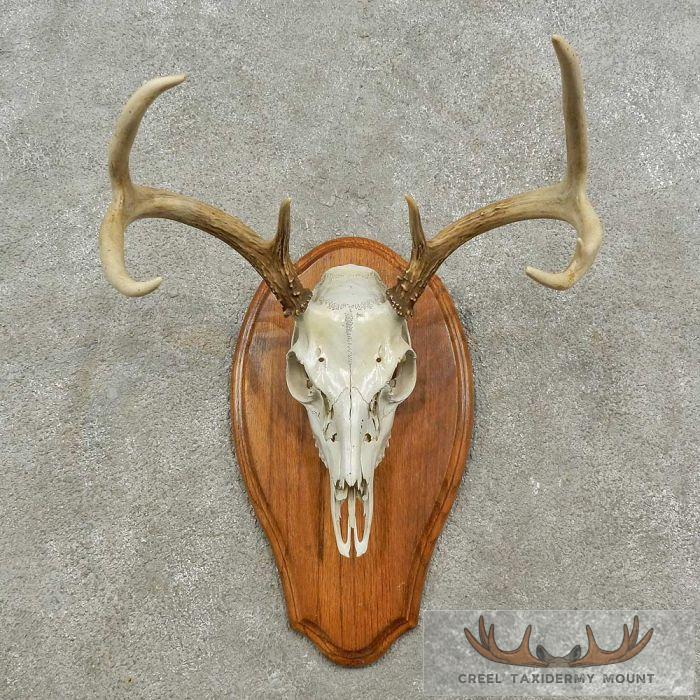 Whitetail Deer Skull European Taxidermy Mount For Sale
