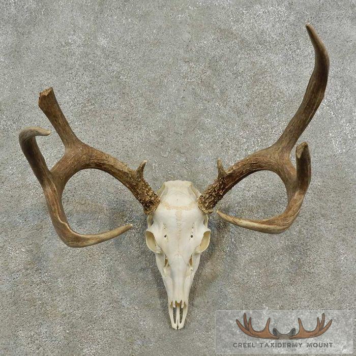Whitetail Deer Skull European Taxidermy Mount For Sale