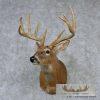 Whitetail Deer Shoulder Taxidermy Mount