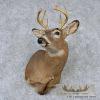 Whitetail Deer Shoulder Taxidermy Mount