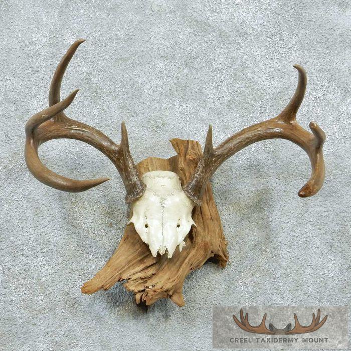 Whitetail Deer Antler Wall Mount