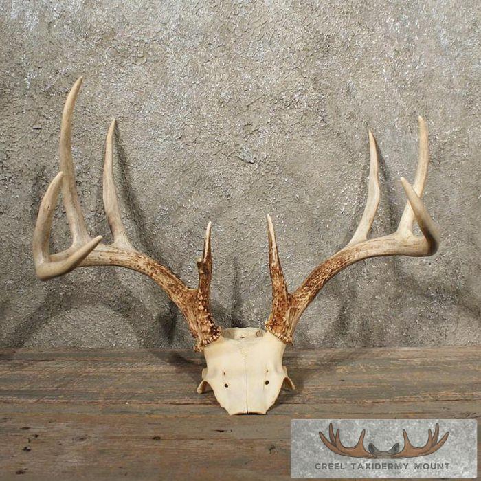 Whitetail Deer Antlers