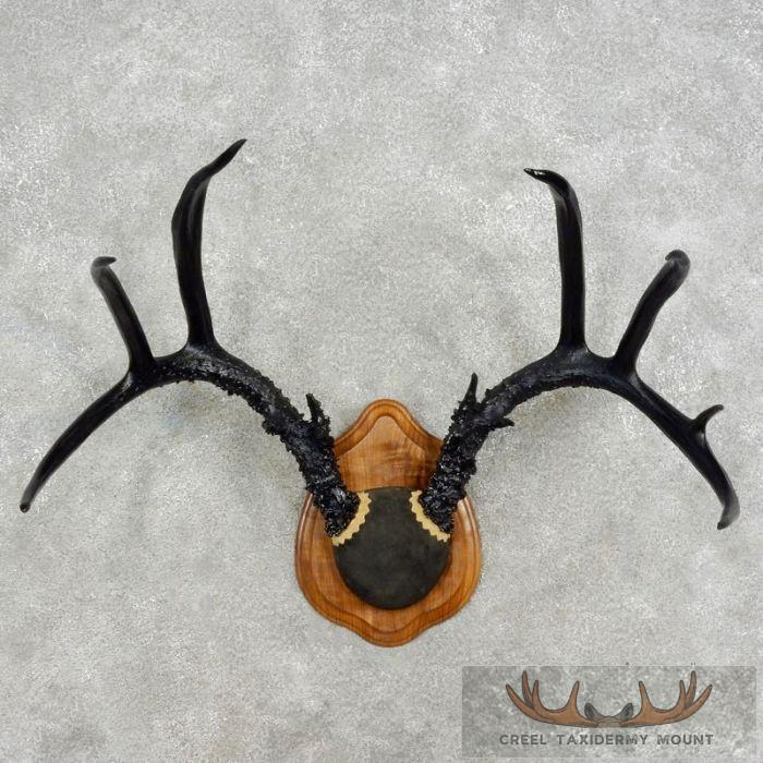 Whitetail Deer Black Painted Antler Taxidermy Mount For Sale