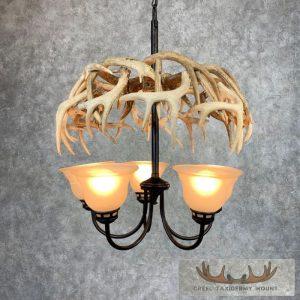 Five Light Whitetail Deer Antler Chandelier Taxidermy