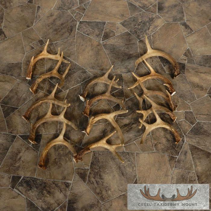 Whitetail Deer Antler Craft Pack For Sale